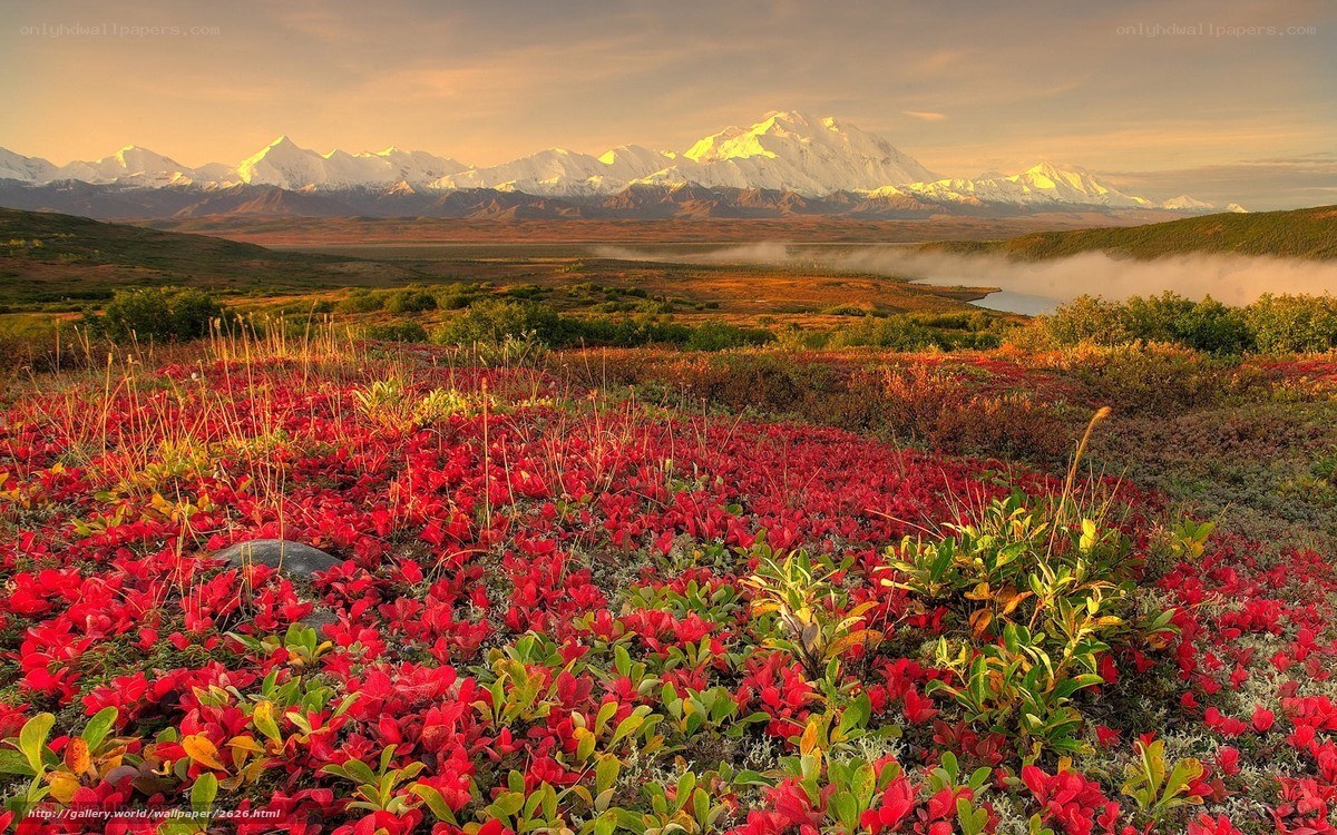 Autumn tundra with mountain view