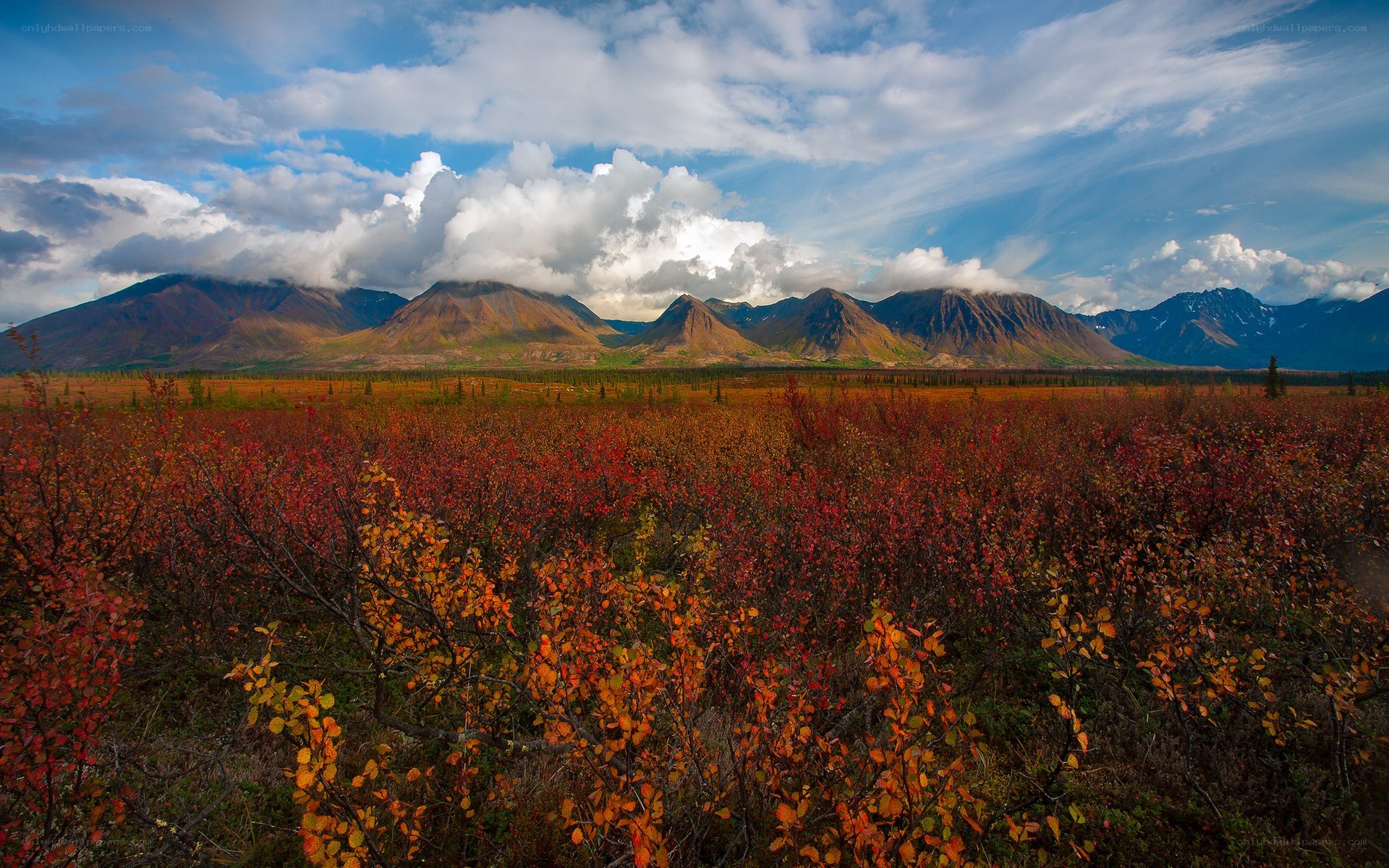 Autumn tundra with mountains
