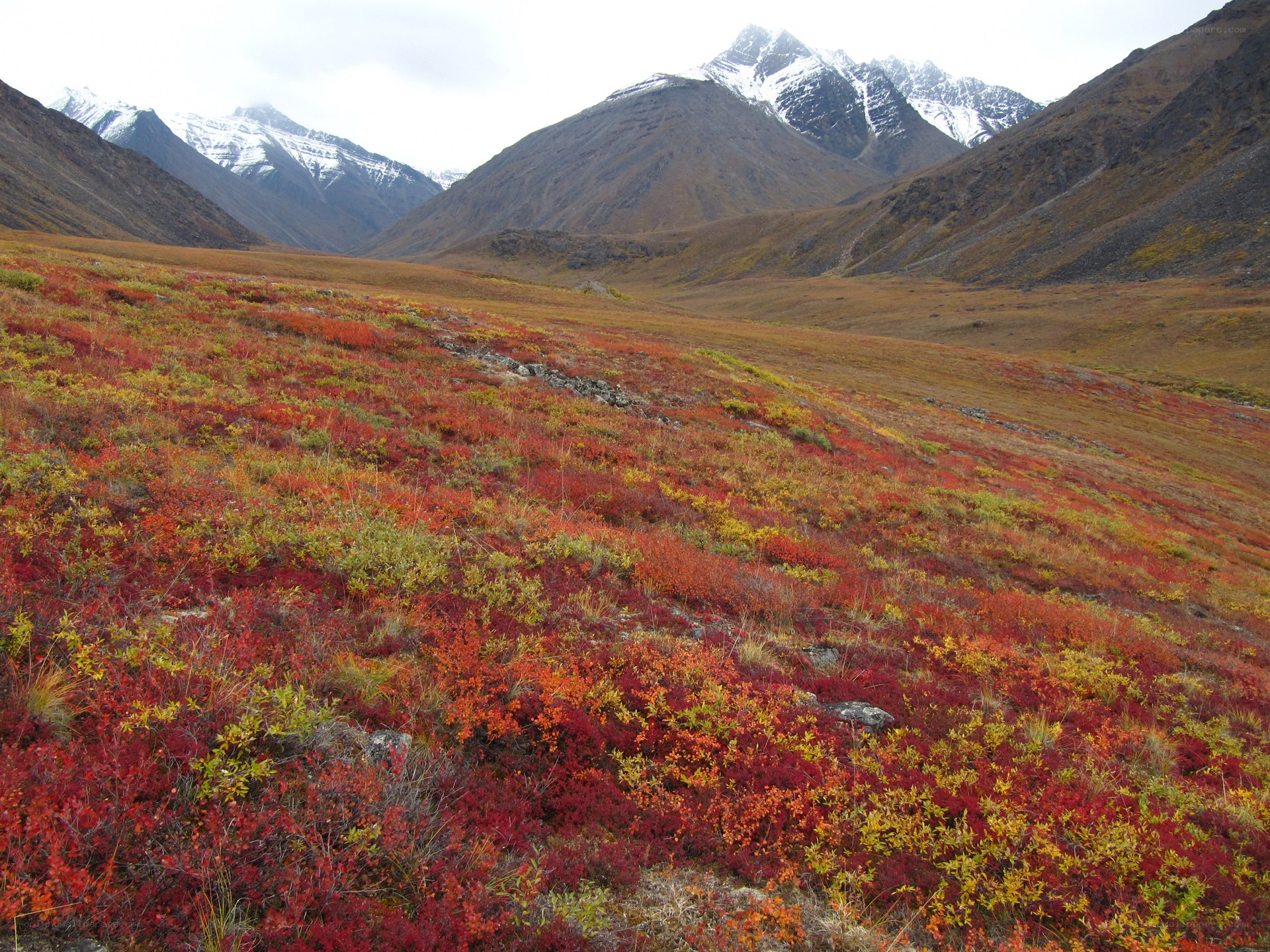 Autumn tundra with snow-capped mountains