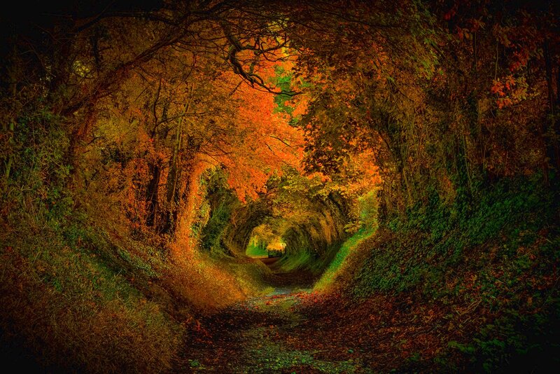 Autumn Tunnel of Trees