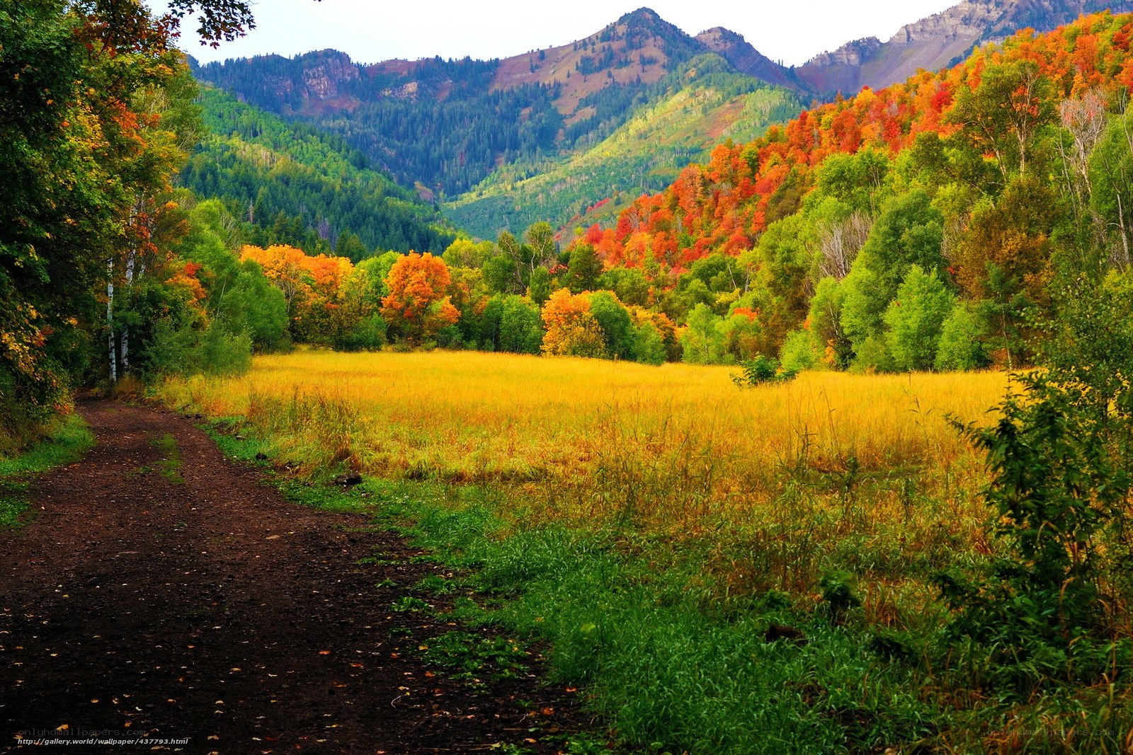 Autumn valley with colorful trees