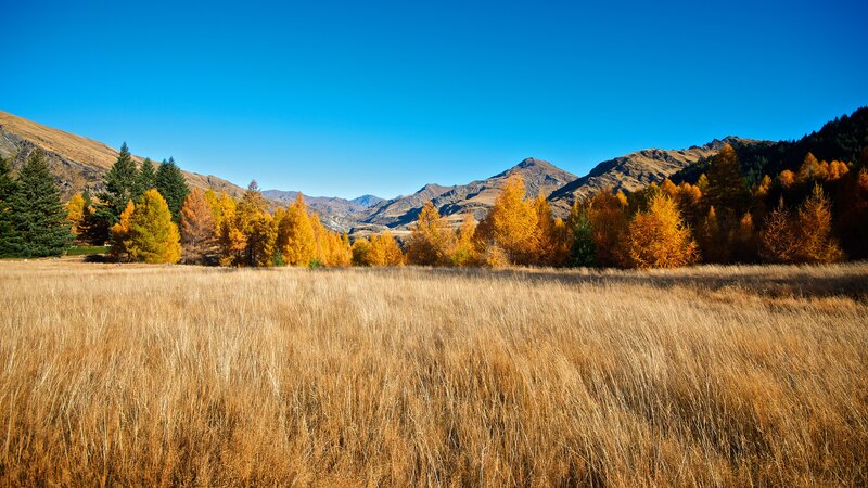 Autumn valley with golden grass