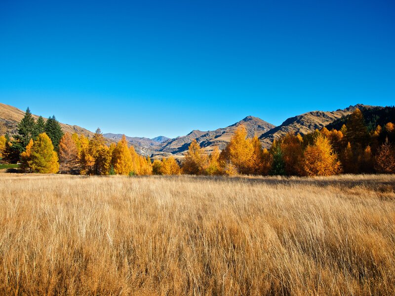 Autumn valley with golden trees