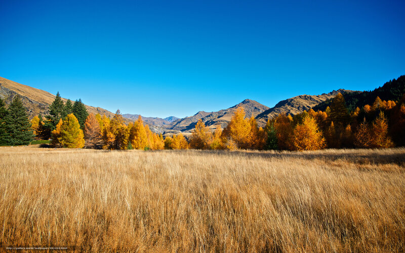 Autumn valley with golden trees