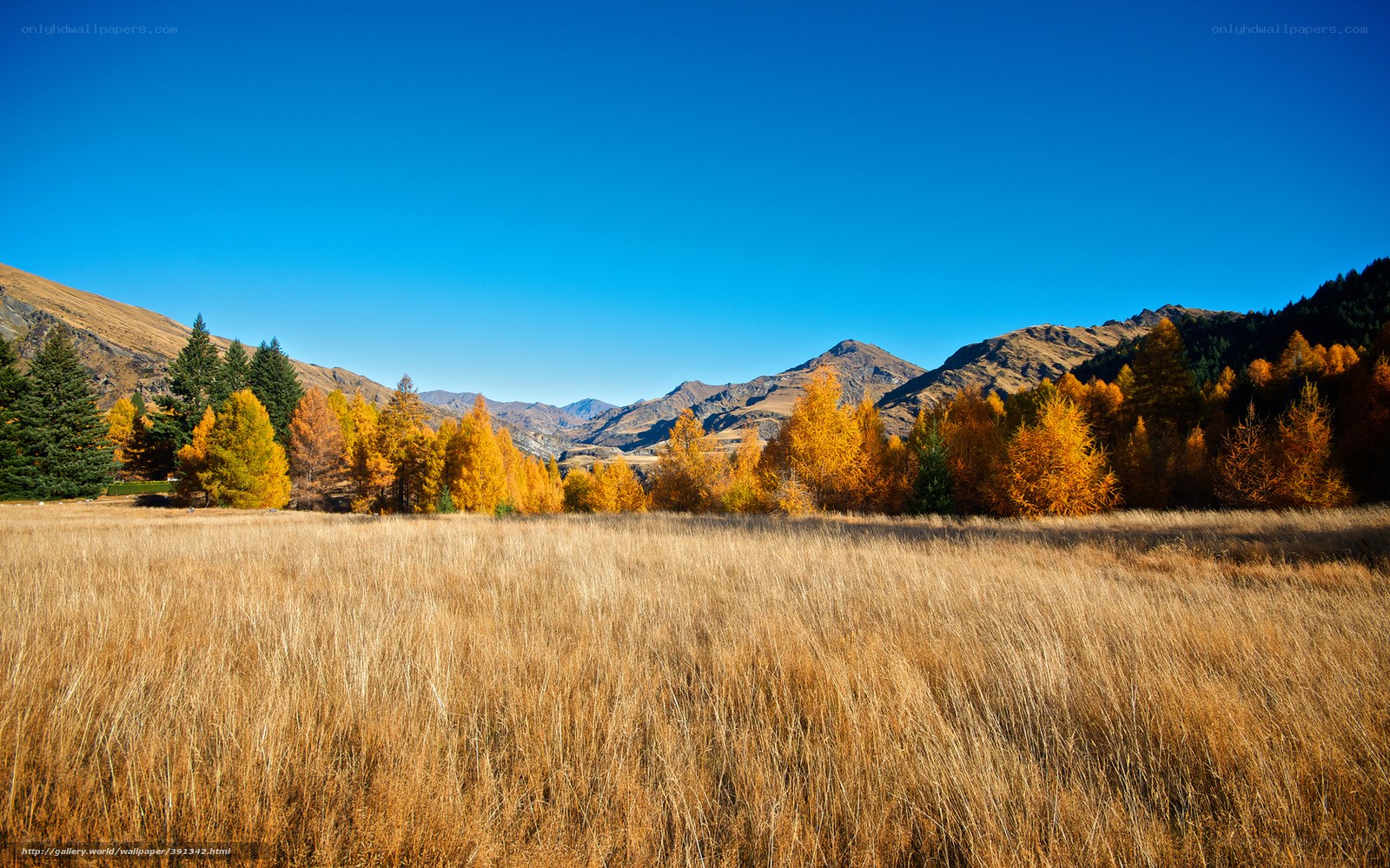 Autumn valley with golden trees
