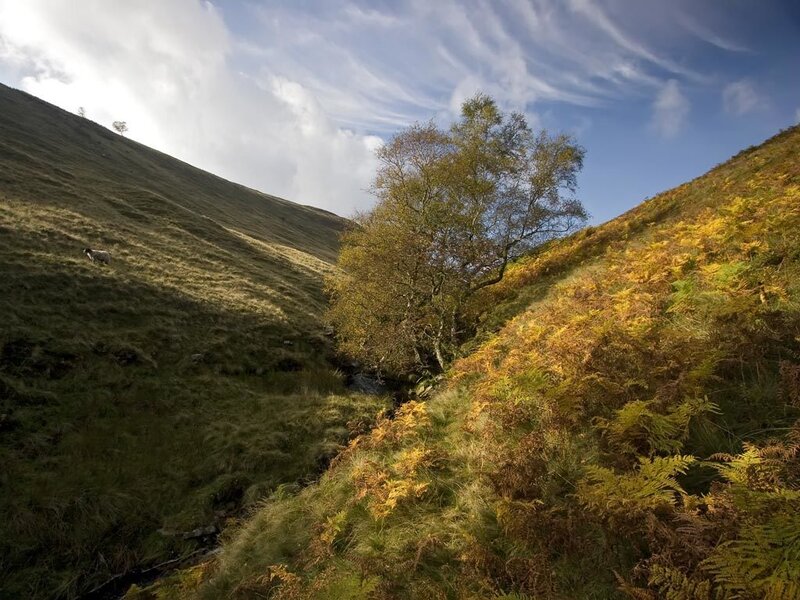autumn valley with lone tree