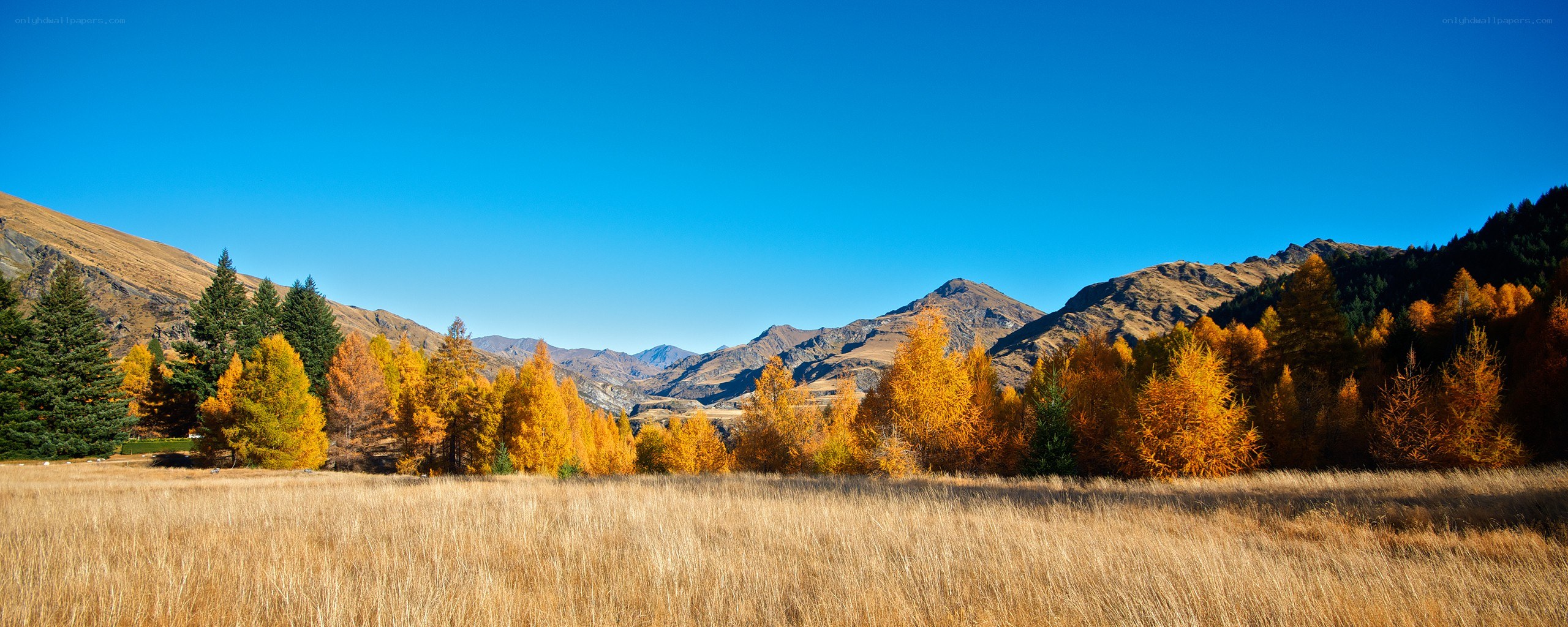 Autumn valley with mountains