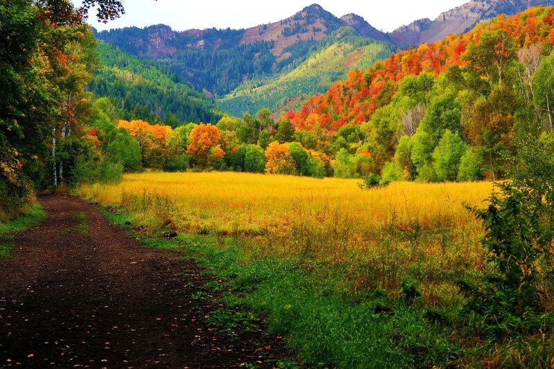 Autumn Valley with Path — Green