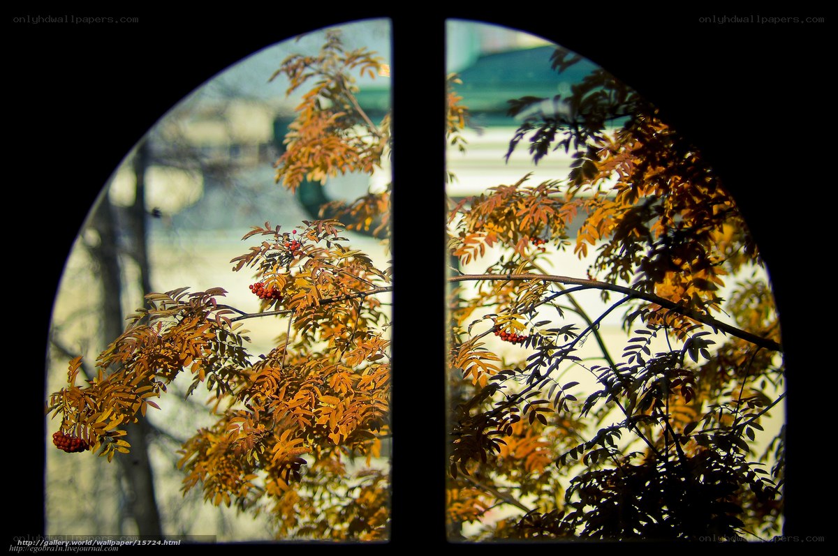 Autumn view through arched window