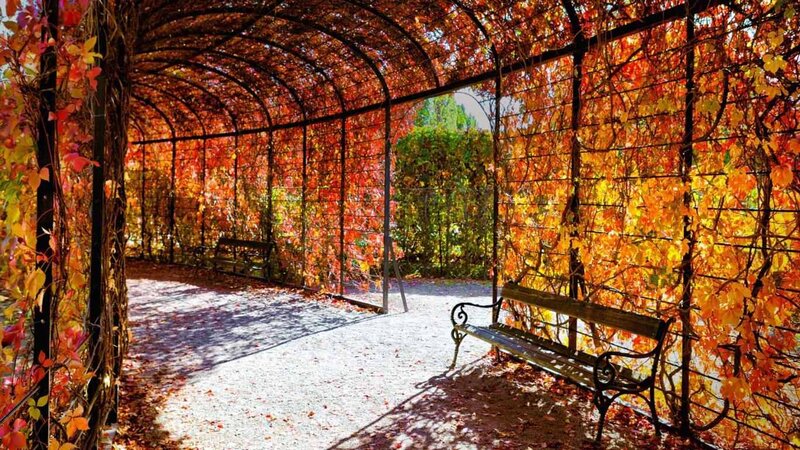 Autumn Vine-covered Bench