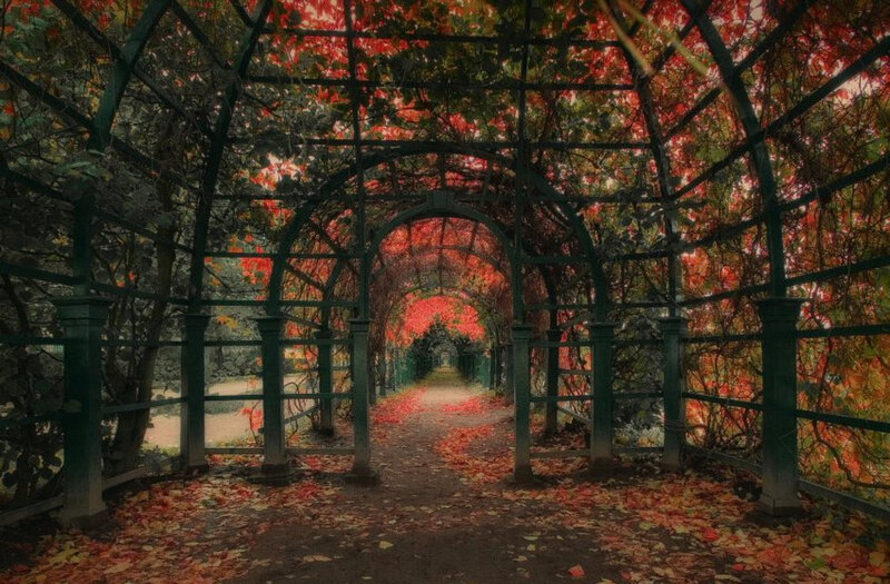 Autumn vine tunnel path