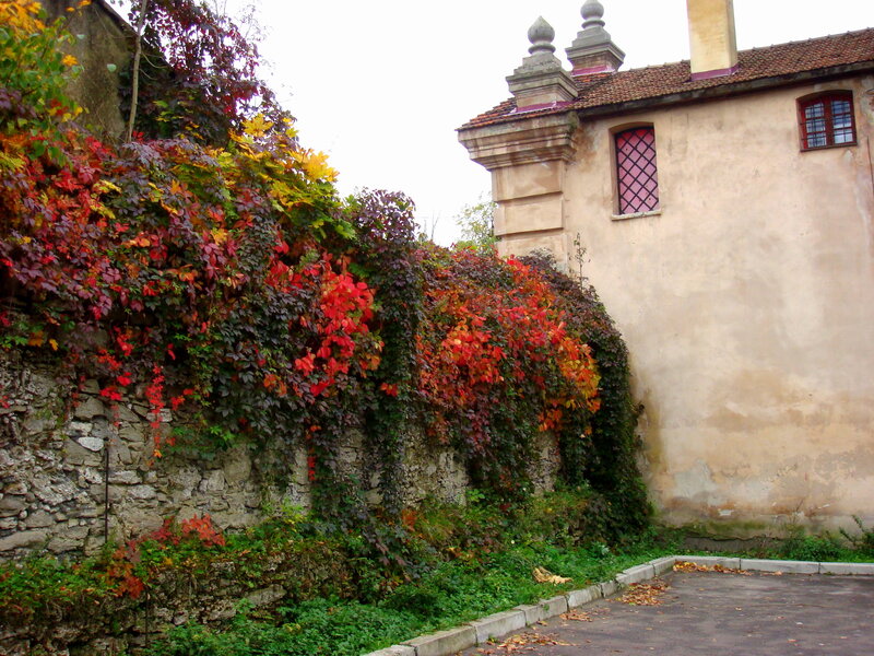 Autumn Vines on Stone Wall