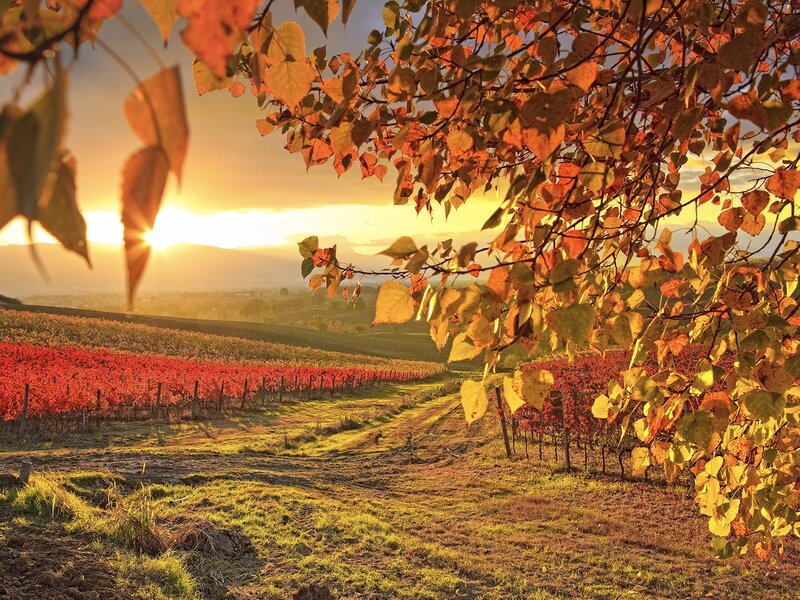 Autumn vineyard at sunset