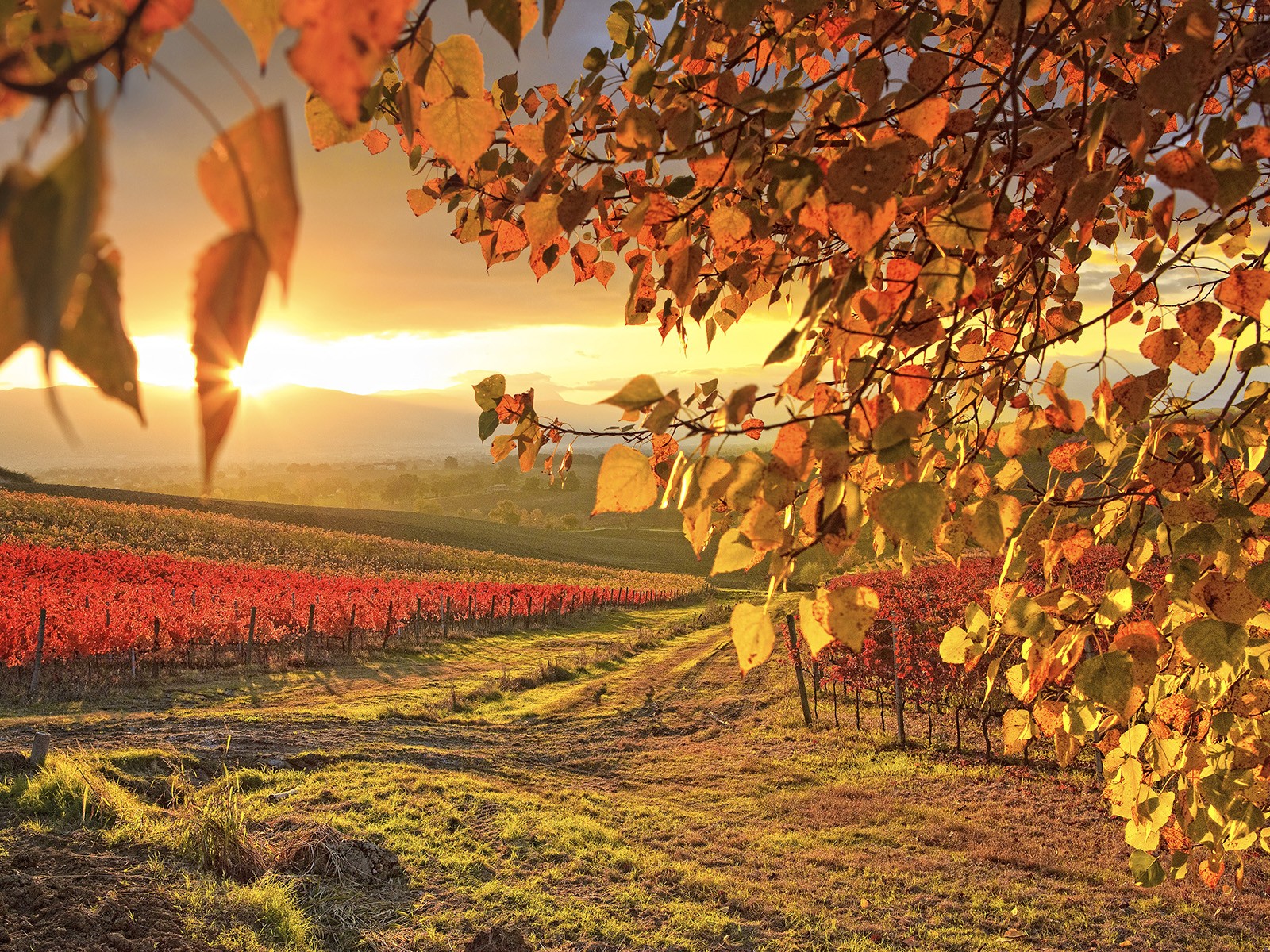 Autumn vineyard at sunset