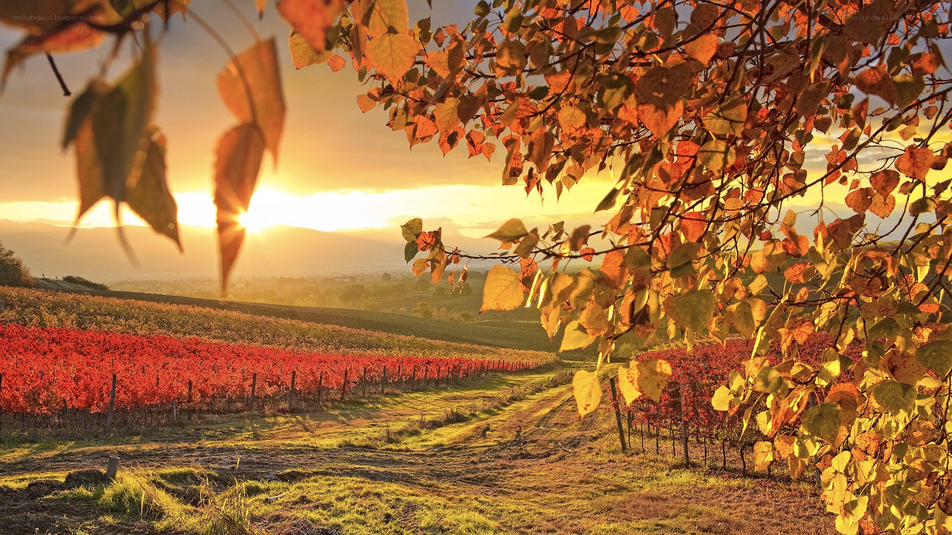 Autumn vineyard at sunset