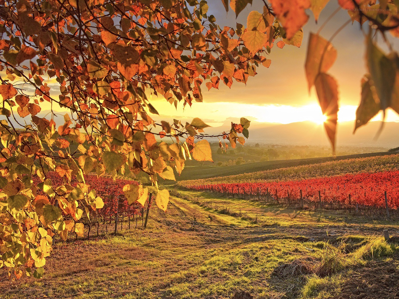 Autumn vineyard at sunset