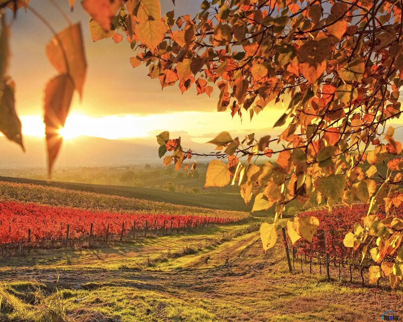 Autumn Vineyard at Sunset — Orange