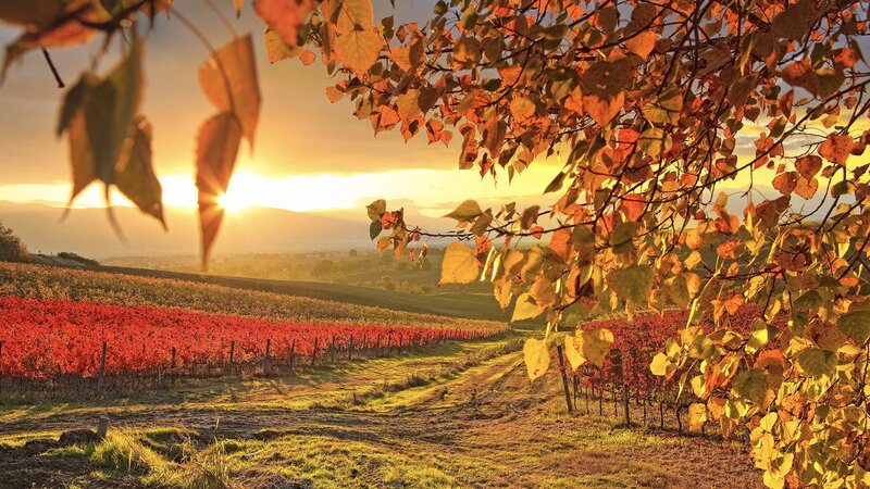 Autumn Vineyard at Sunset — Red, Serene, Photograph