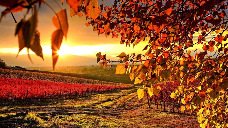 Autumn Vineyard at Sunset — Red, Serene
