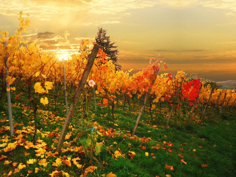 Autumn Vineyard at Sunset — Yellow