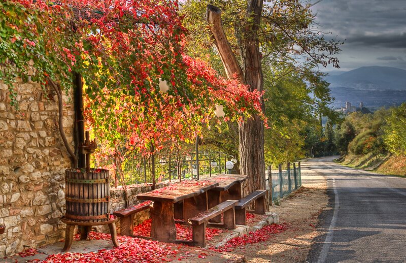 Autumn Vineyard Bench