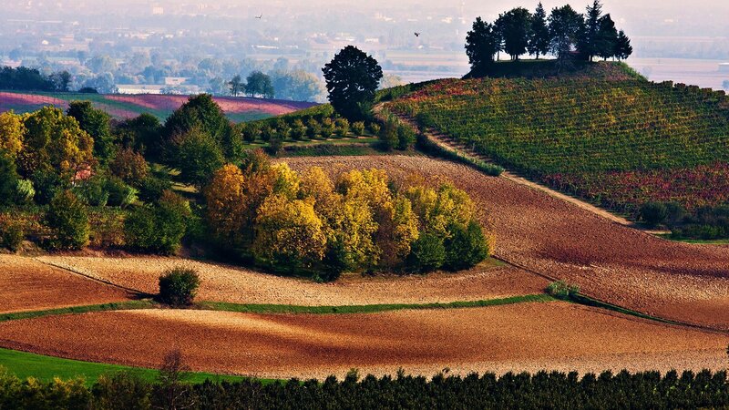Autumn Vineyard Hills — Green
