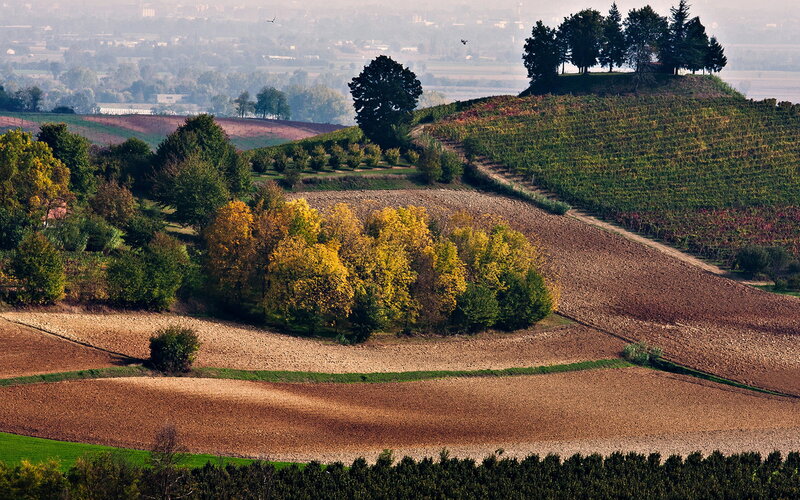 Autumn Vineyard Hills