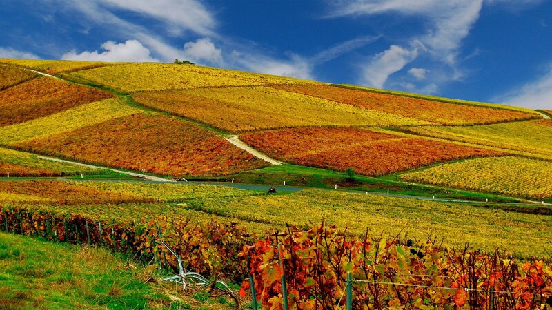 Autumn Vineyard Hills — Yellow