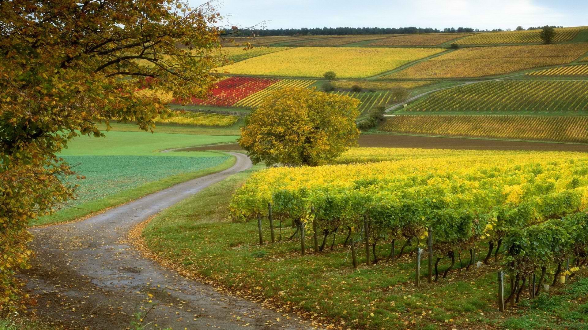 Autumn vineyard landscape