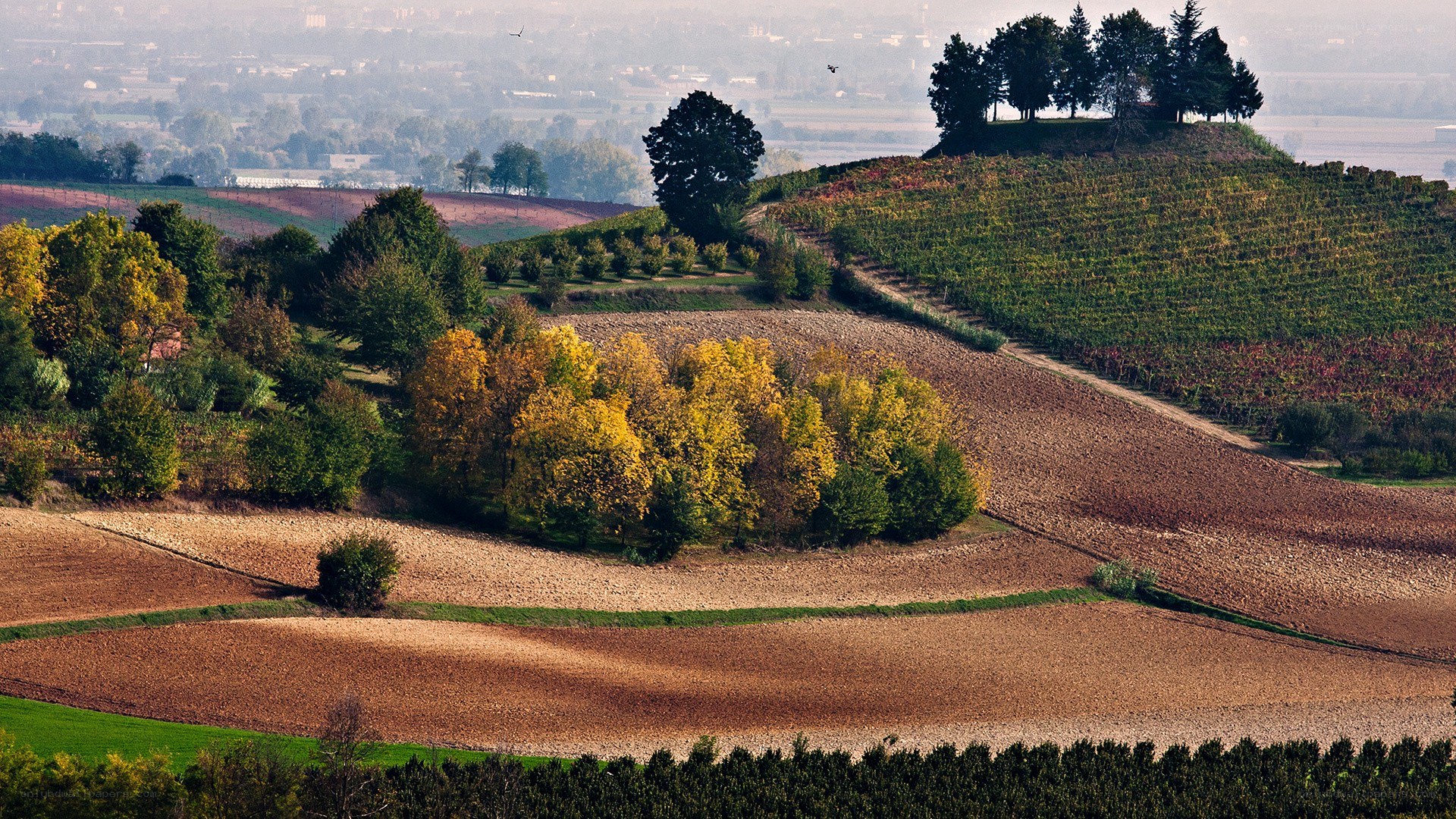 Autumn vineyard landscape