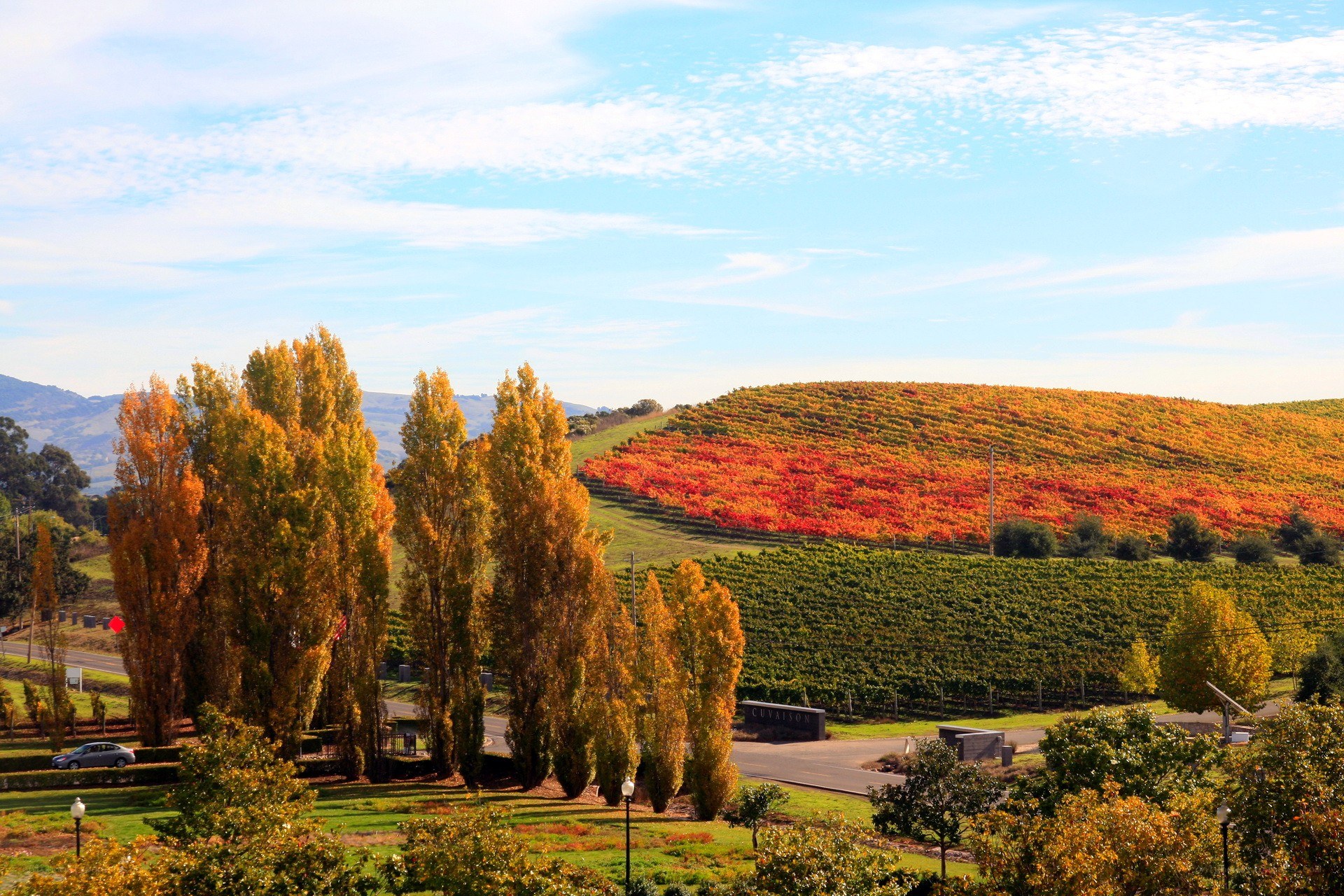 Autumn vineyard landscape