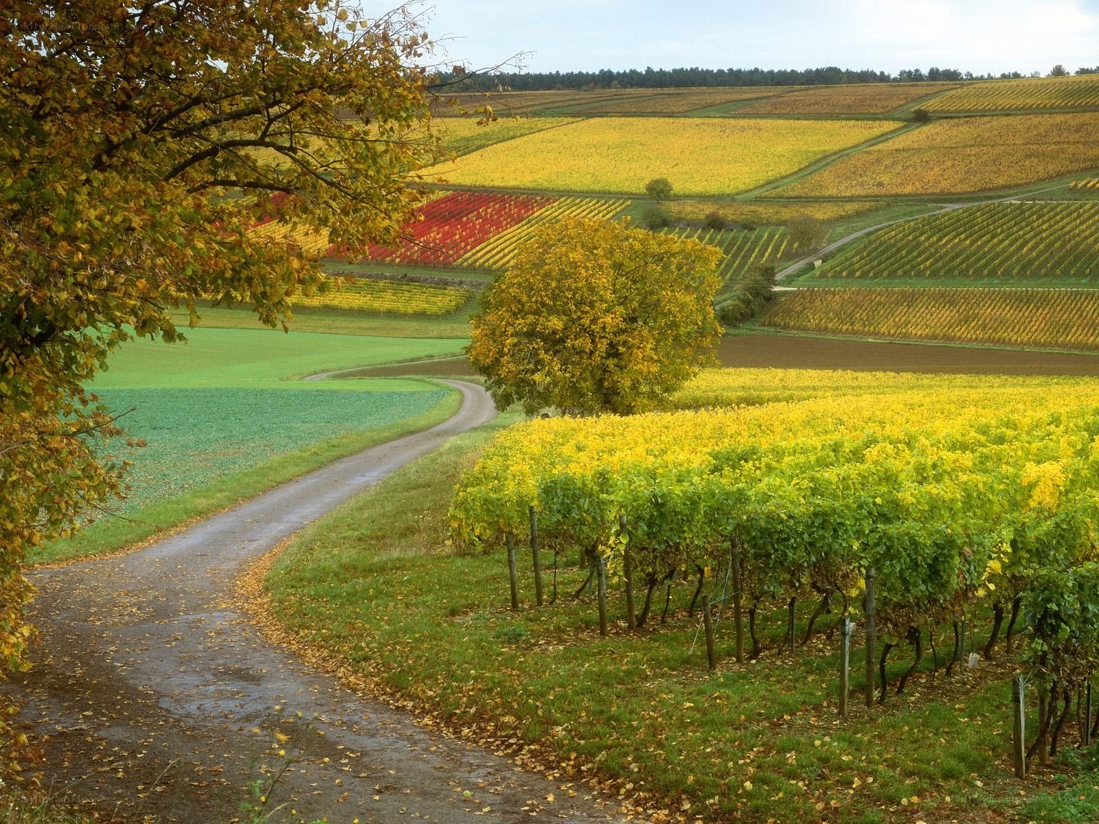 Autumn vineyard landscape