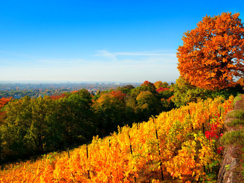 Autumn Vineyard Landscape — Blue, Serene