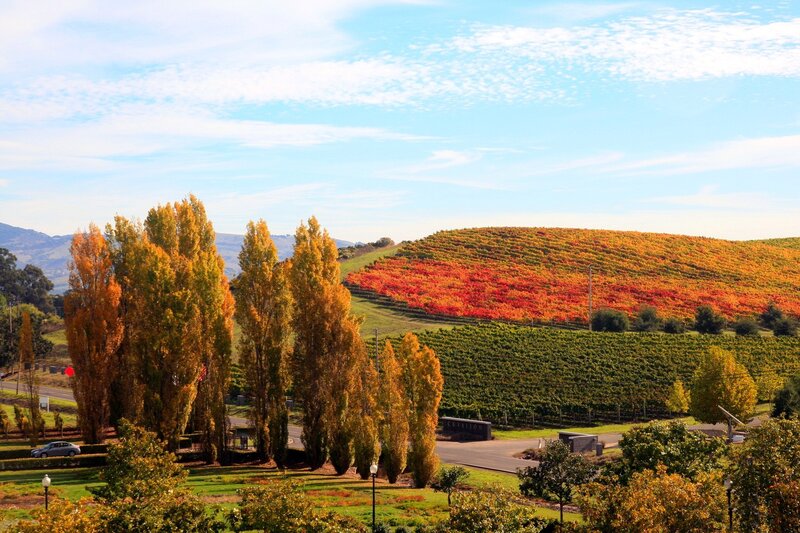 Autumn Vineyard Landscape — Blue