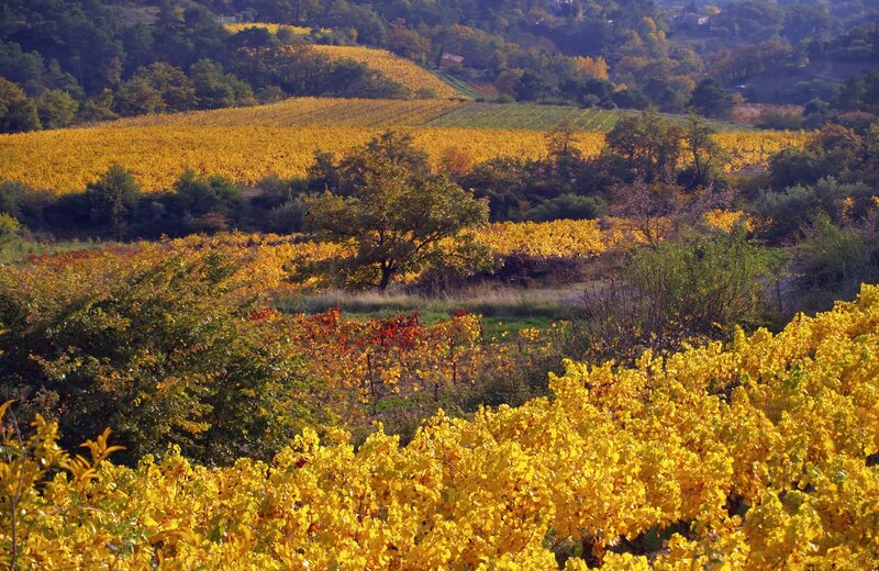 Autumn Vineyard Landscape — Yellow, Serene, Photograph