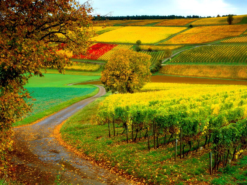 Autumn Vineyard Landscape — Yellow