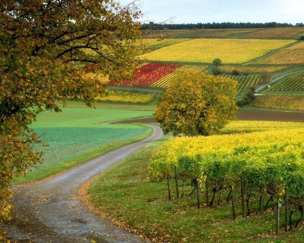 Autumn vineyard landscape