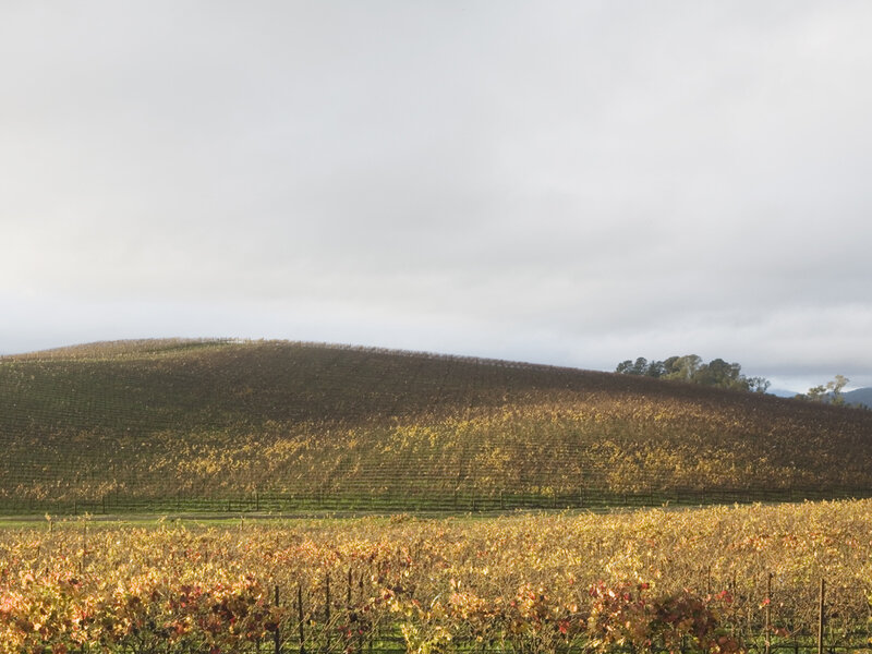 Autumn vineyard on a hill