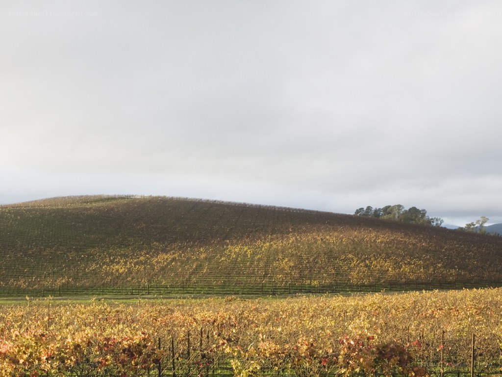Autumn vineyard on a hill