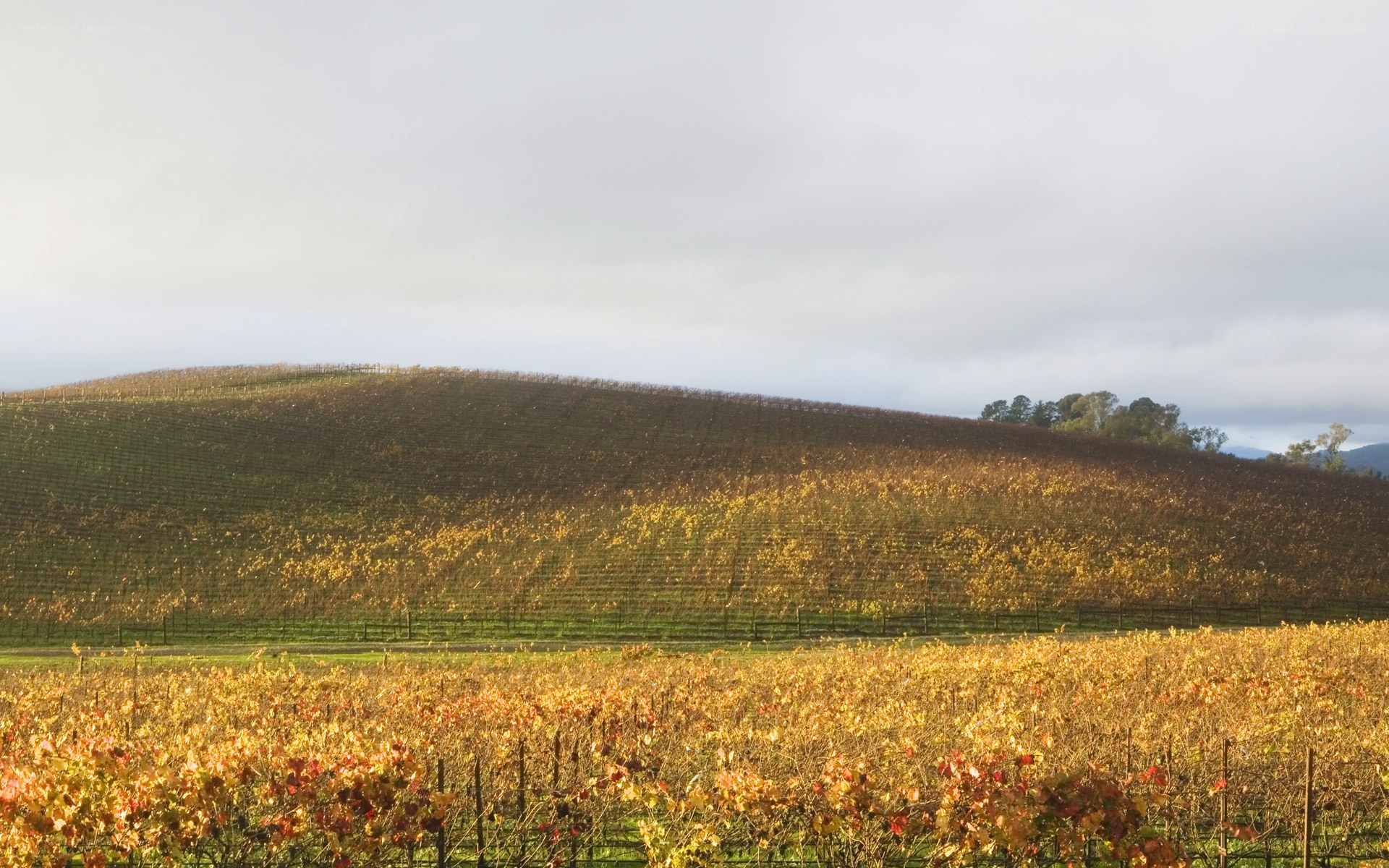 Autumn vineyard on a hill