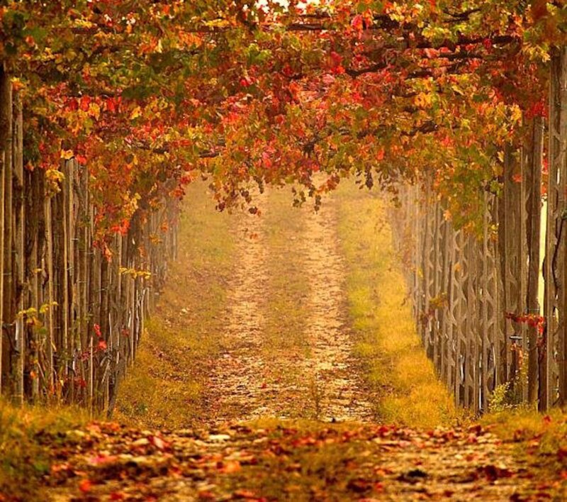 Autumn Vineyard Path — Red