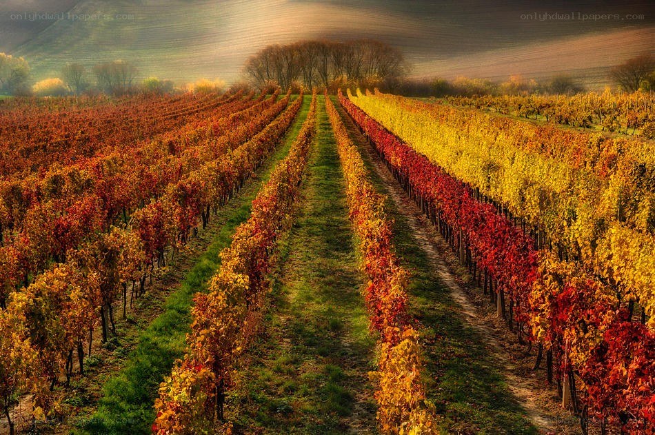 Autumn vineyard rows