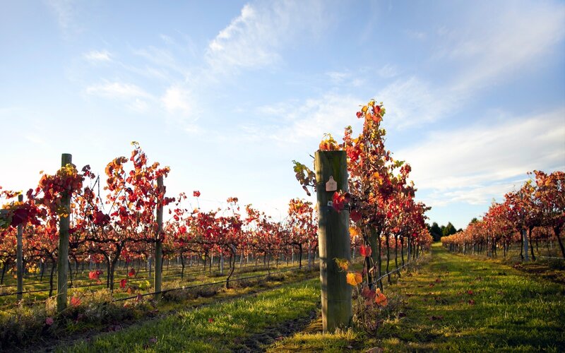 Autumn vineyard rows