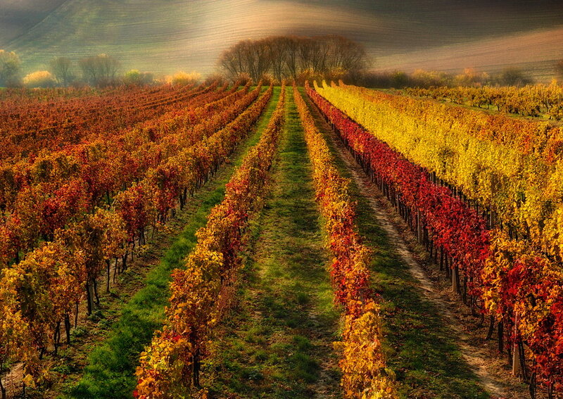 Autumn Vineyard Rows — Yellow