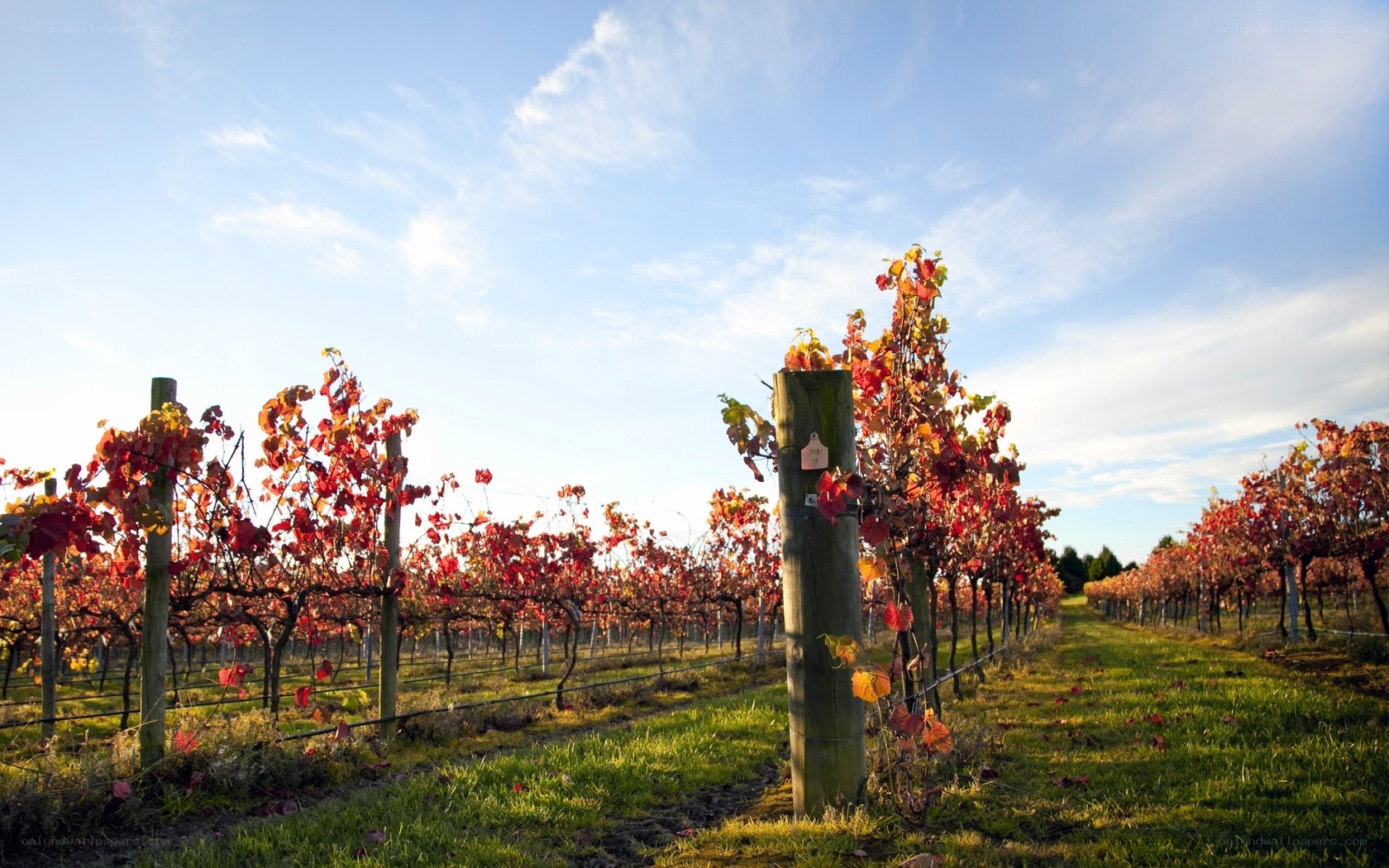 Autumn vineyard rows