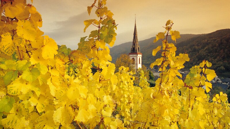 Autumn vineyard with church spire