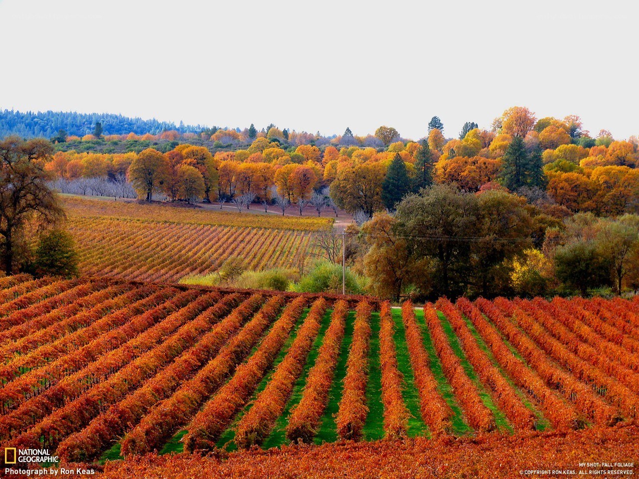 Autumn vineyards in fall foliage