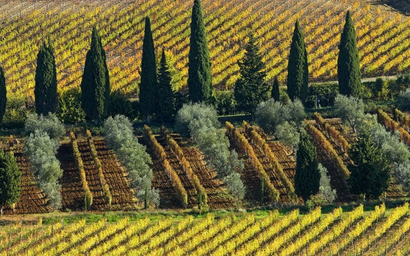 Autumn vineyards in Tuscany