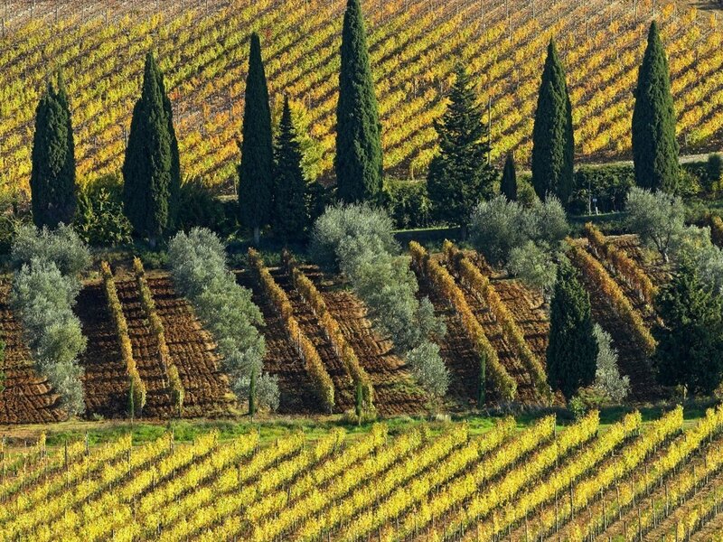Autumn vineyards in Tuscany