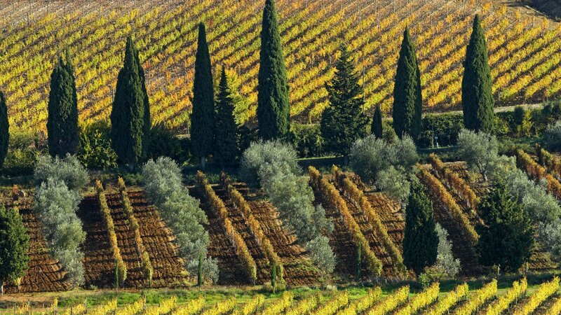 Autumn vineyards in Tuscany